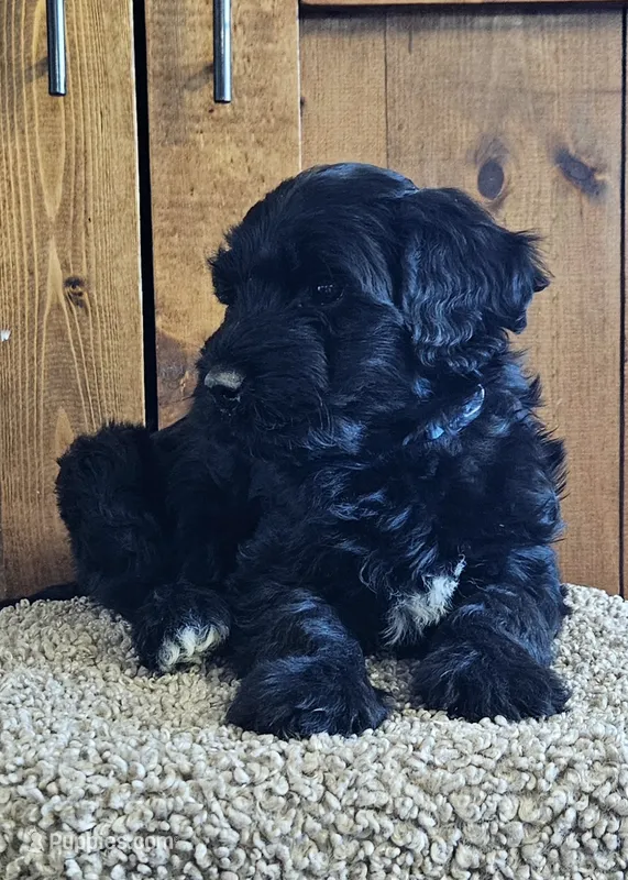 Sailor  – Portuguese Water Dog puppy for sale in Claypool, IN