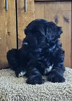 Sailor , a male Portuguese Water Dog for sale in Claypool, IN – 1 of 7