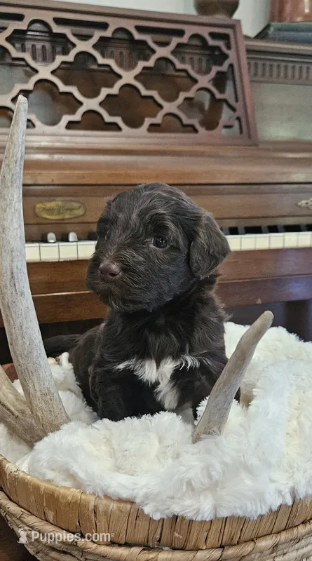 Rosco – Portuguese Water Dog puppy for sale in Claypool, IN