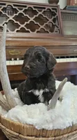 Rosco, a male Portuguese Water Dog for sale in Claypool, IN – 1 of 10