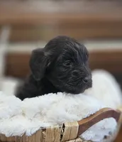 Drake, a male Portuguese Water Dog for sale in Claypool, IN – 2 of 9