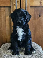 Percy, a male Portuguese Water Dog for sale in Claypool, IN – 2 of 5