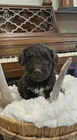 Rosco, a male Portuguese Water Dog for sale in Claypool, IN – 5 of 10