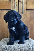 Enzo, a male Portuguese Water Dog for sale in Claypool, IN – 2 of 6