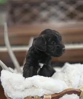 Drake, a male Portuguese Water Dog for sale in Claypool, IN – 8 of 9