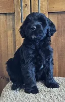 Millicent, a female Portuguese Water Dog for sale in Claypool, IN – 2 of 5