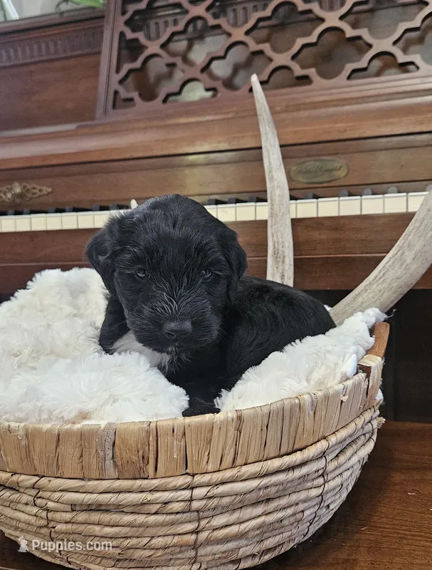 Percy – Portuguese Water Dog puppy for sale in Claypool, IN