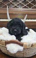 Enzo, a male Portuguese Water Dog for sale in Claypool, IN – 6 of 6