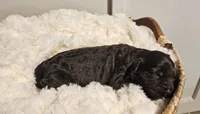 Drake, a male Portuguese Water Dog for sale in Claypool, IN – 2 of 2