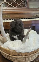 Rosco, a male Portuguese Water Dog for sale in Claypool, IN – 3 of 10
