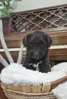 Rosco, a male Portuguese Water Dog for sale in Claypool, IN – 2 of 10