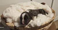 Bartholomew , a male Portuguese Water Dog for sale in Claypool, IN – 2 of 3