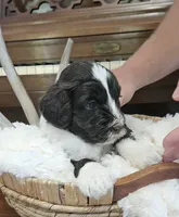Bartholomew , a male Portuguese Water Dog for sale in Claypool, IN – 4 of 9