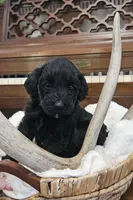 Millicent, a female Portuguese Water Dog for sale in Claypool, IN – 5 of 5