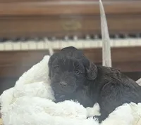 Drake, a male Portuguese Water Dog for sale in Claypool, IN – 5 of 9