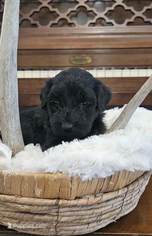 Sailor  – Portuguese Water Dog puppy for sale in Claypool, IN