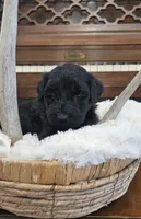 Sailor , a male Portuguese Water Dog for sale in Claypool, IN – 5 of 7