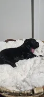 Enzo, a male Portuguese Water Dog for sale in Claypool, IN – 4 of 4