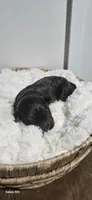 Percy, a male Portuguese Water Dog for sale in Claypool, IN – 3 of 3