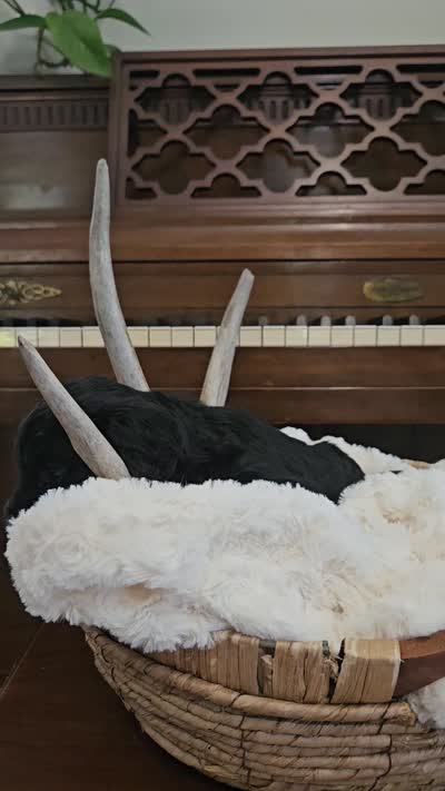 Dottie, a female Portuguese Water Dog for sale in Claypool, IN – 5 of 5