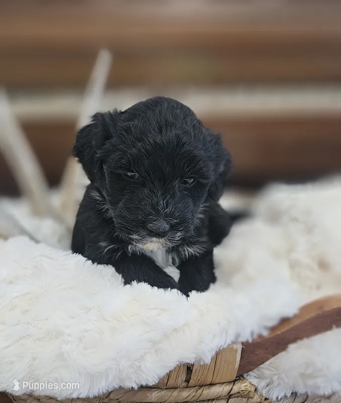 Dotty – Portuguese Water Dog puppy for sale in Claypool, IN