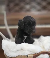 Drake, a male Portuguese Water Dog for sale in Claypool, IN – 4 of 9