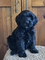 Millicent, a female Portuguese Water Dog for sale in Claypool, IN – 1 of 5