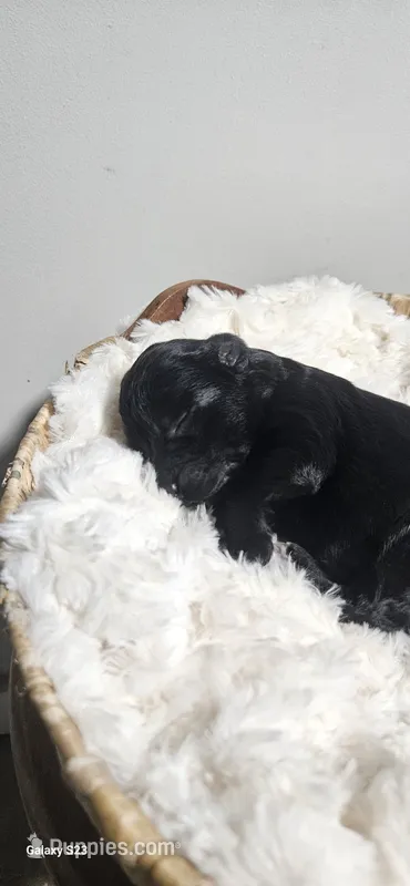 Sailor  – Portuguese Water Dog puppy for sale in Claypool, IN
