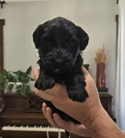 Rio, a female Portuguese Water Dog for sale in Claypool, IN – 5 of 6