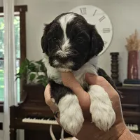 Bartholomew , a male Portuguese Water Dog for sale in Claypool, IN – 7 of 9