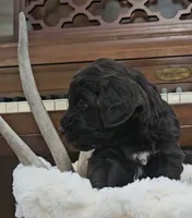 Drake, a male Portuguese Water Dog for sale in Claypool, IN – 6 of 9