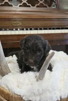 Rosco, a male Portuguese Water Dog for sale in Claypool, IN – 4 of 10
