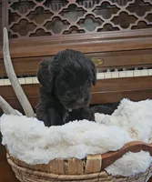 Drake, a male Portuguese Water Dog for sale in Claypool, IN – 3 of 9