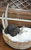 Rosco, a male Portuguese Water Dog for sale in Claypool, IN – 9 of 10