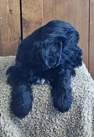Rio, a female Portuguese Water Dog for sale in Claypool, IN – 3 of 6