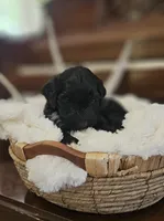 Percy, a male Portuguese Water Dog for sale in Claypool, IN – 5 of 5