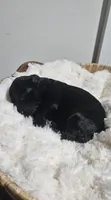 Sailor , a male Portuguese Water Dog for sale in Claypool, IN – 2 of 3