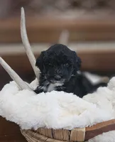 Dottie, a female Portuguese Water Dog for sale in Claypool, IN – 3 of 5