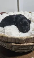 Enzo, a male Portuguese Water Dog for sale in Claypool, IN – 2 of 4
