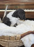 Bartholomew , a male Portuguese Water Dog for sale in Claypool, IN – 6 of 9