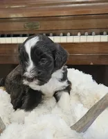 Bartholomew , a male Portuguese Water Dog for sale in Claypool, IN – 2 of 9