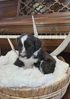 Bartholomew , a male Portuguese Water Dog for sale in Claypool, IN – 5 of 9