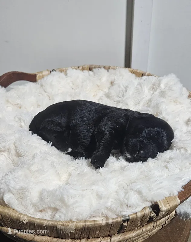 Rio – Portuguese Water Dog puppy for sale in Claypool, IN
