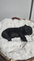 Enzo, a male Portuguese Water Dog for sale in Claypool, IN – 3 of 4