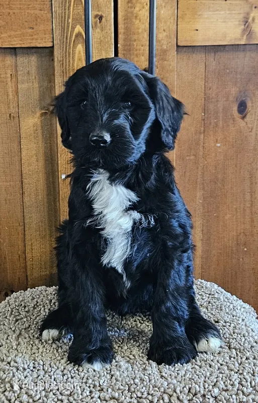 Percy – Portuguese Water Dog puppy for sale in Claypool, IN
