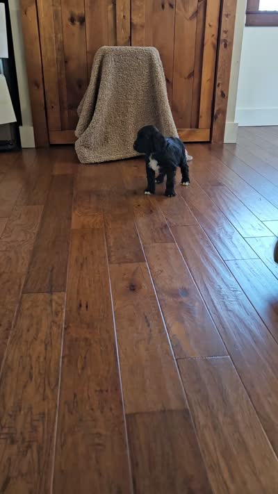 Percy, a male Portuguese Water Dog for sale in Claypool, IN – 3 of 5