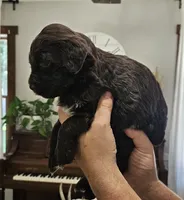 Rosco, a male Portuguese Water Dog for sale in Claypool, IN – 8 of 10