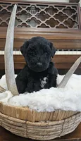 Sailor , a male Portuguese Water Dog for sale in Claypool, IN – 6 of 7