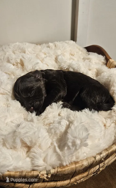 Drake – Portuguese Water Dog puppy for sale in Claypool, IN