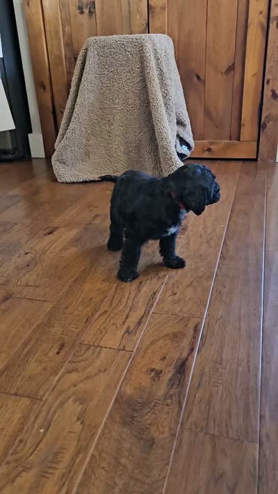 Enzo, a male Portuguese Water Dog for sale in Claypool, IN – 4 of 6